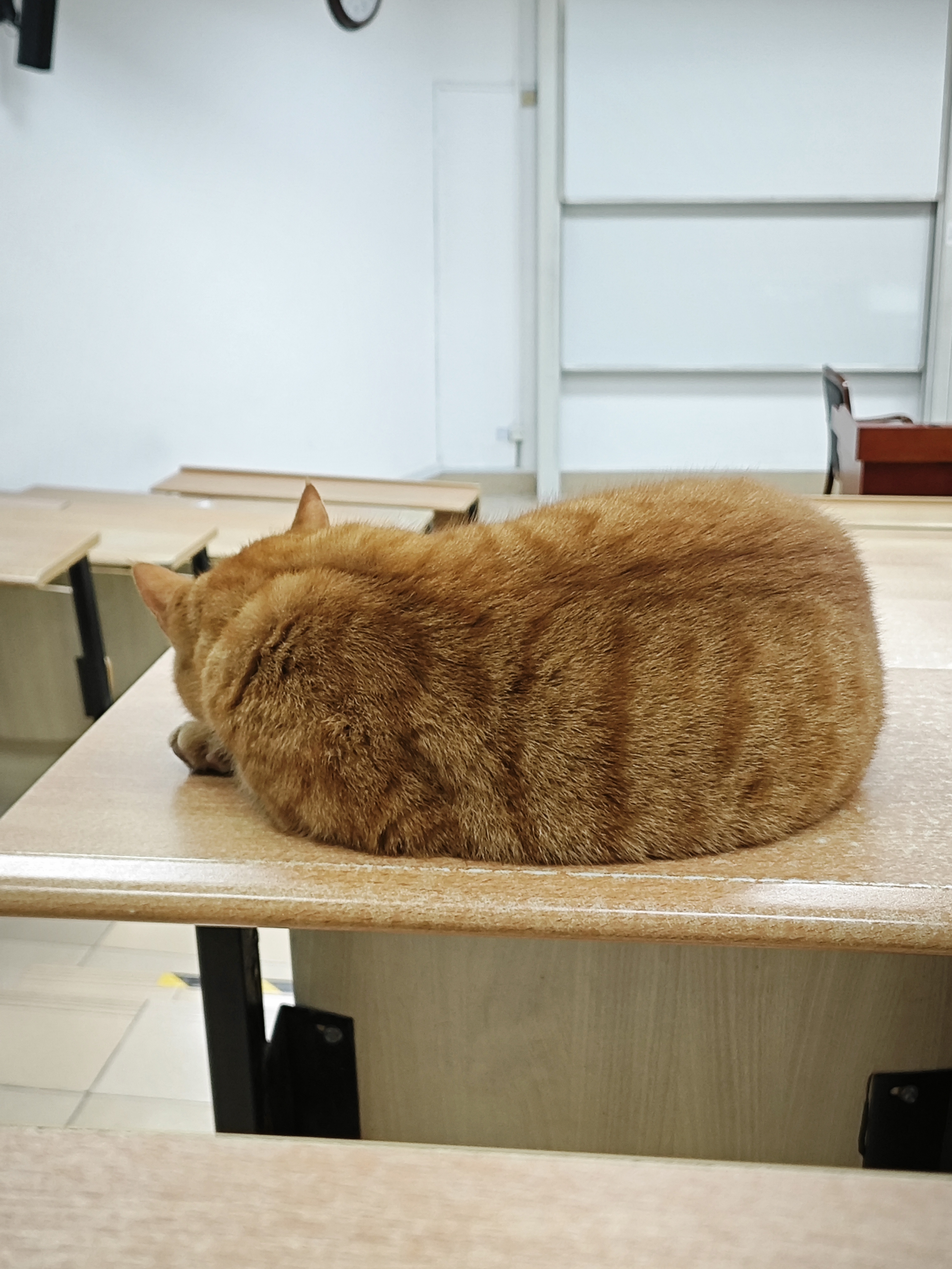 猫趴着.jpg